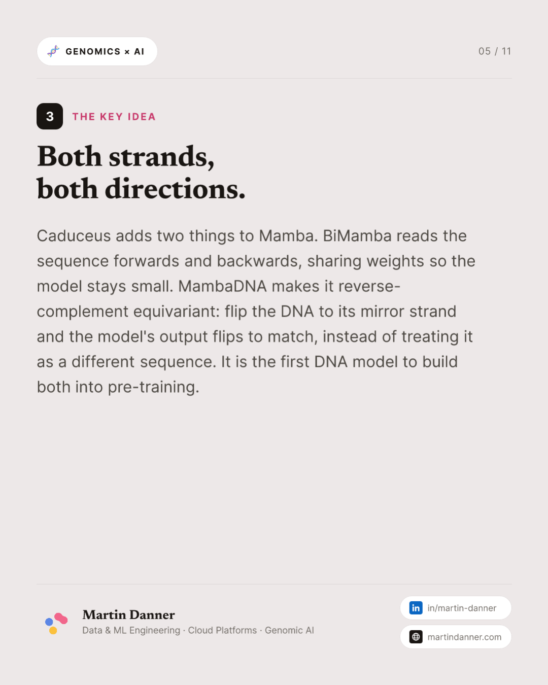 Caduceus: a DNA model built for both strands — 5 / 11