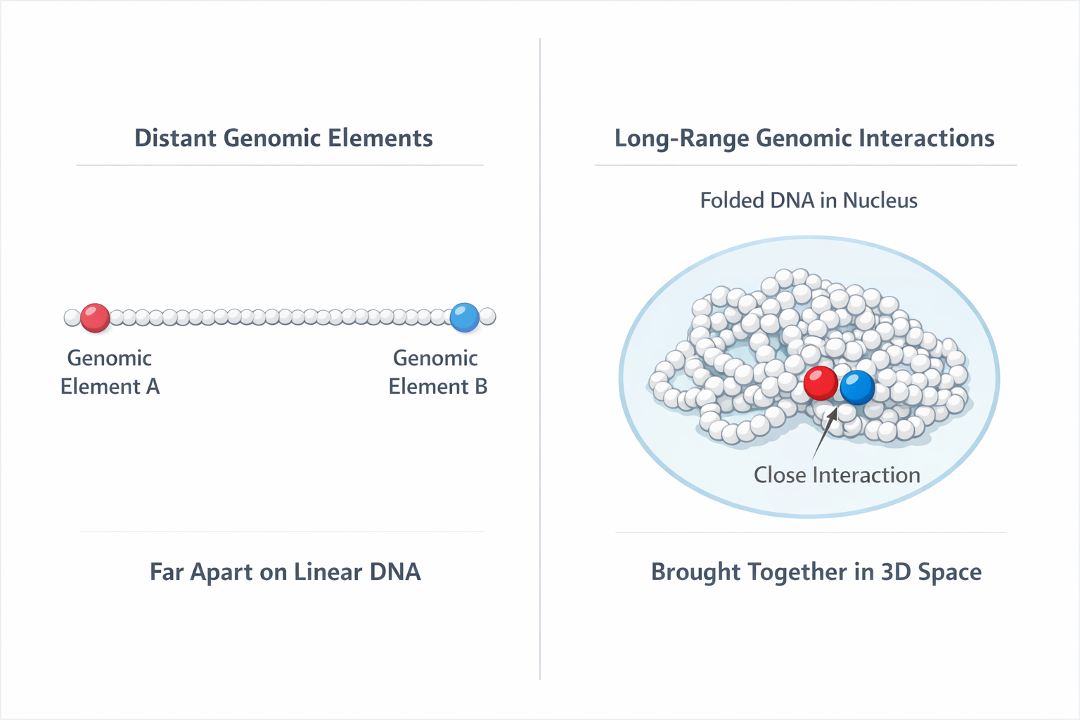 String-of-pearls analogy: chromatin folding brings distant genomic regions into close physical proximity